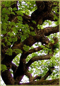 Expression de l'innovation