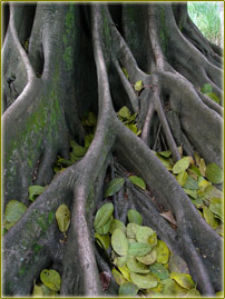 Développement durable